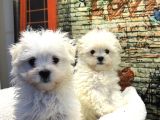 Kore Kan Teacup Malteseterrier Yavrularımız