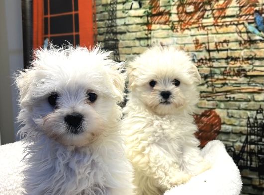 Kore Kan Teacup Malteseterrier Yavrularımız görsel