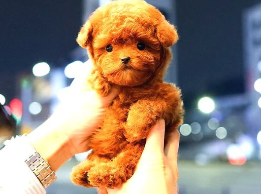 Toy Poodle Yavrularim görsel