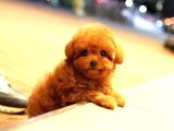 KOREAN TOY POODLE YAVRULARIMIZ