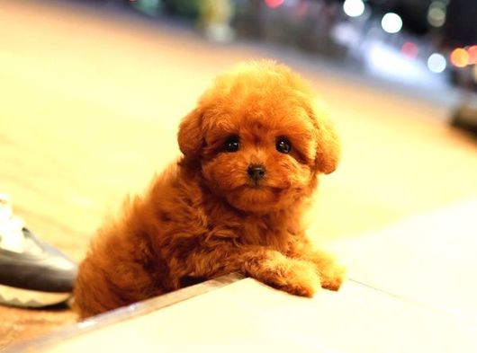 Korean Toy Poodle Yavrularimiz