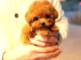 Korean Toy Poodle Yavrularimiz