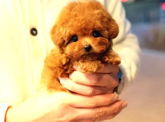 Korean Toy Poodle Yavrularimiz görsel