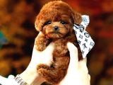 Toy Poodle Yavrularim