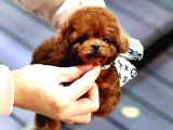 Toy Poodle Yavrularim