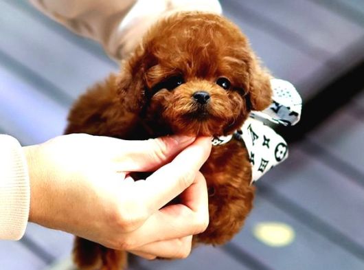Toy Poodle Yavrularim görsel