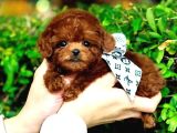 TOY POODLE YAVRULARIM