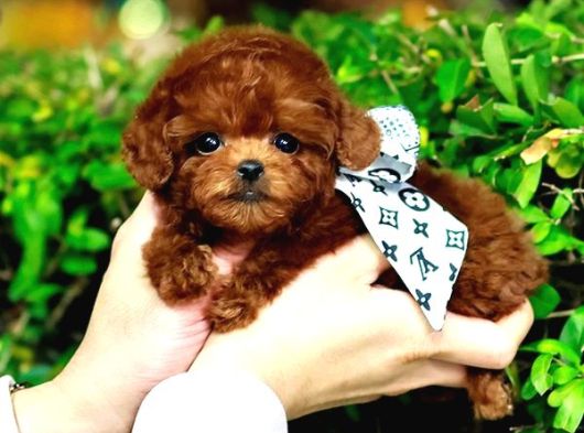 Toy Poodle Yavrularim