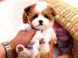 Kore Gen Hatti Maltipoo Bebekleri̇m