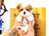 Kore Gen Hatti Maltipoo Bebekleri̇m