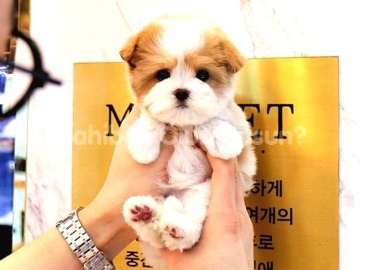 Kore Gen Hatti Maltipoo Bebekleri̇m görsel