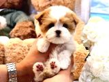 KORE GEN HATTI MALTIPOO BEBEKLERİM