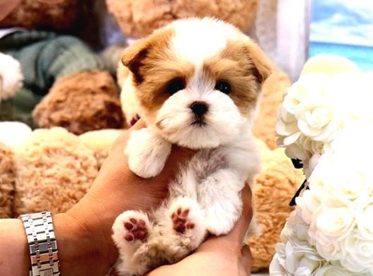 Kore Gen Hatti Maltipoo Bebekleri̇m