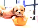 Teacup Boyutta Maltipoo Yavrumuz