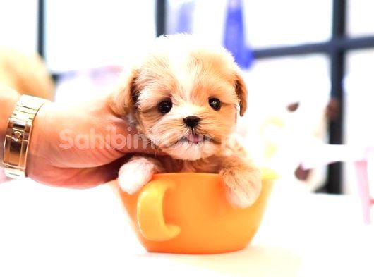 Teacup Boyutta Maltipoo Yavrumuz görsel