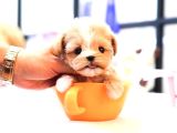 Teacup Boyutta Maltipoo Yavrumuz