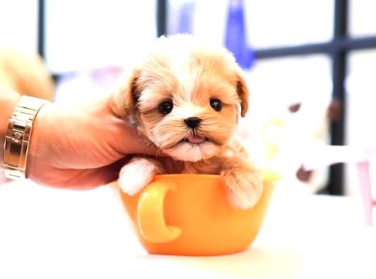 Teacup Boyutta Maltipoo Yavrumuz görsel