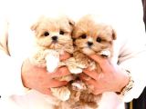 MALTİPOO BEBEKLERİM
