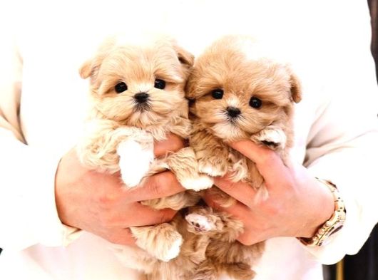 Malti̇poo Bebekleri̇m