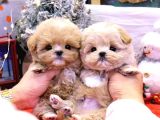 Malti̇poo Bebekleri̇m