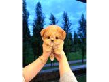 MALTİPOO BEBEKLERİM