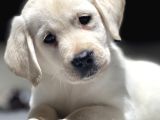 Mükemmel Labrador Retriever Yavrular