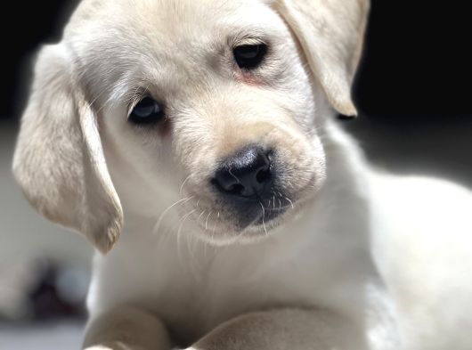 Mükemmel Labrador Retriever Yavrular