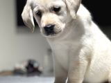 Mükemmel Labrador Retriever Yavrular