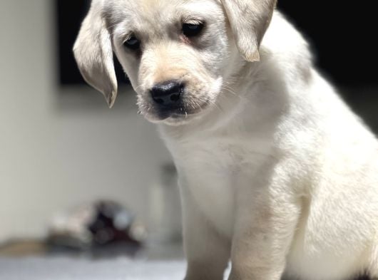 Mükemmel Labrador Retriever Yavrular görsel