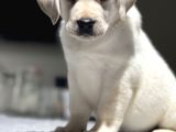Mükemmel Labrador Retriever Yavrular