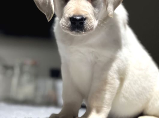 Mükemmel Labrador Retriever Yavrular görsel