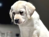 Mükemmel Labrador Retriever Yavrular