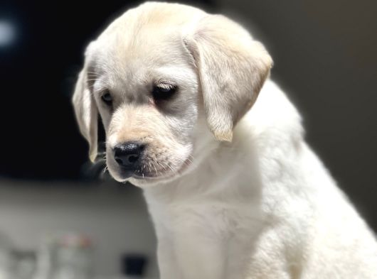 Mükemmel Labrador Retriever Yavrular görsel