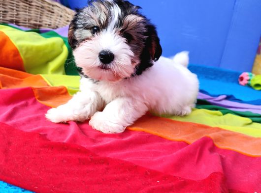 Neşe Kaynağı Orjinal Morkiiiii görsel