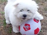 Maltese Terrier TeaCup Sıfır Numara Ev Doğumlu Son Yavrum