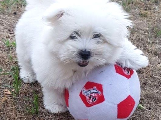 Maltese Terrier Teacup Sıfır Numara Ev Doğumlu Son Yavrum