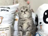 Ayı Surat Safkan Silver Yavrumuz