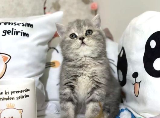 Ayı Surat Safkan Silver Yavrumuz görsel