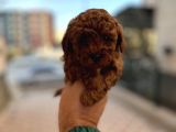 Rezerveye açık Toypoddle Bebekler