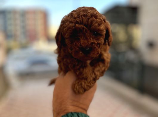 Rezerveye Açık Toypoddle Bebekler