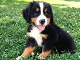 Sınırlı sayıda bernese mountain dog