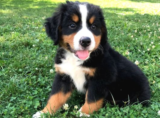 Sınırlı Sayıda Bernese Mountain Dog