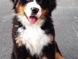 Sınırlı Sayıda Bernese Mountain Dog