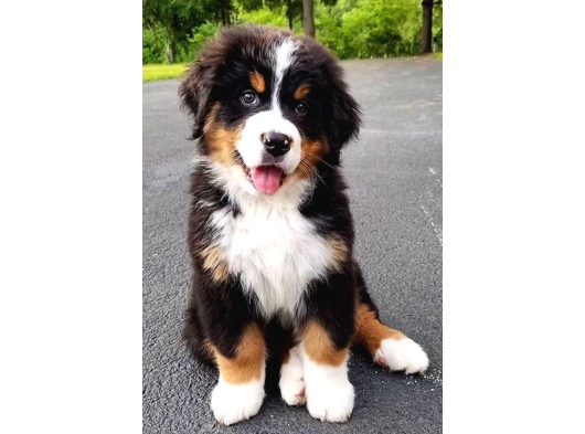 Sınırlı Sayıda Bernese Mountain Dog görsel