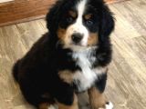 Sınırlı Sayıda Bernese Mountain Dog