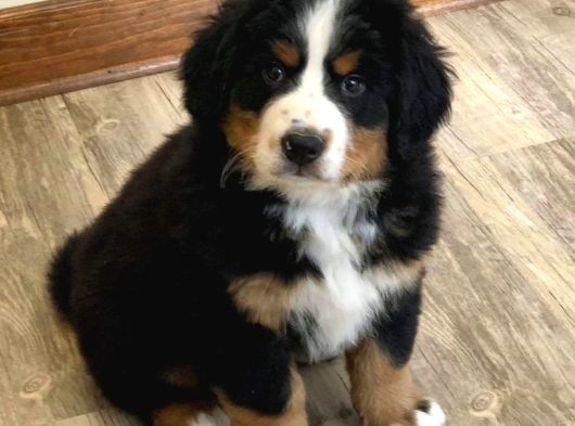 Sınırlı Sayıda Bernese Mountain Dog görsel