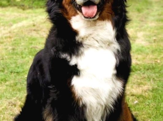 Sınırlı Sayıda Bernese Mountain Dog görsel