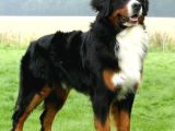 Sınırlı Sayıda Bernese Mountain Dog
