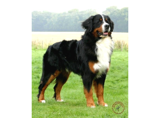Sınırlı Sayıda Bernese Mountain Dog görsel