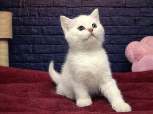 Vonalppet Garantisiyle Muhteşem British Shorthair Yavrulari